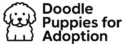 Doodle Puppies Adoption